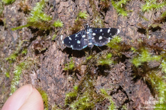 Bocchoris inspersalis