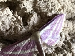 Leptostales laevitaria