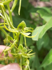 Habenaria novemfida