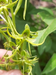 Habenaria novemfida