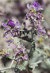 Psorothamnus polydenius