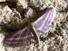 Leptostales laevitaria