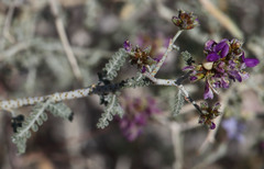 Psorothamnus polydenius
