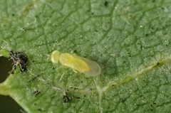 Aphelinidae