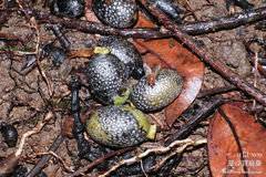 Gnetum luofuense