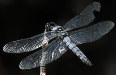 Libellula nodisticta