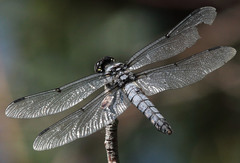 Libellula nodisticta