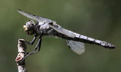 Libellula nodisticta