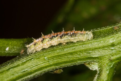 Dioprosopa clavata
