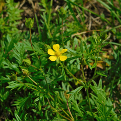 Potentilla multifida