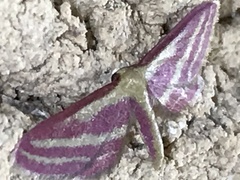 Leptostales laevitaria