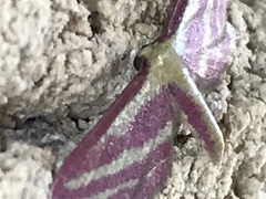 Leptostales laevitaria