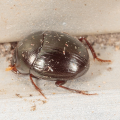 Pseudocanthon perplexus
