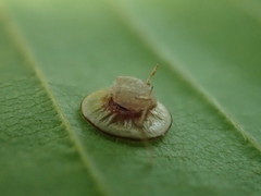 Dyscritulus