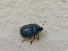 Podops inunctus