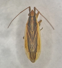 Stenodema holsata