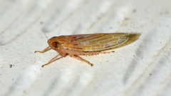 Graminella plana