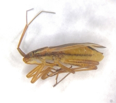 Stenodema holsata