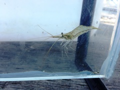 Palaemon macrodactylus