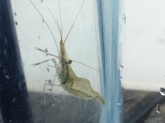 Palaemon macrodactylus