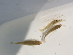 Palaemon macrodactylus