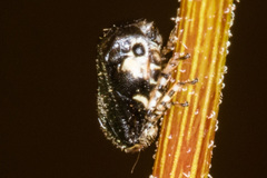 Clastoptera lineatocollis