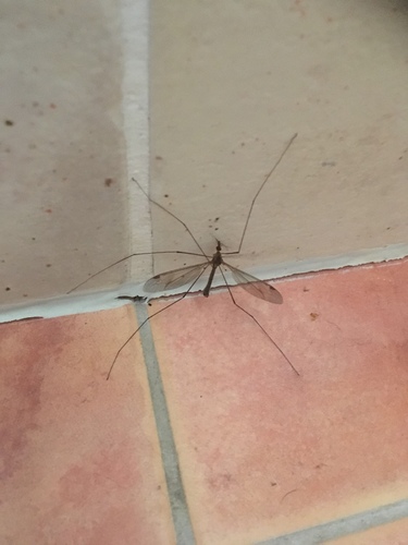 Pediciidae