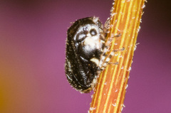Clastoptera lineatocollis