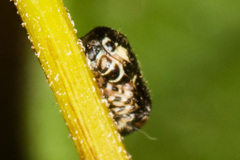 Clastoptera lineatocollis