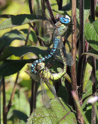 Southern Migrant Hawker