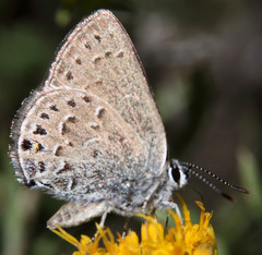 Satyrium behrii