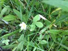 Fragaria vesca americana