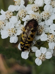 Acmaeodera decipiens