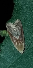 Micrathetis