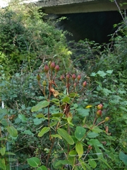 Hypericum hircinum