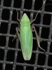 Draeculacephala bradleyi