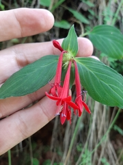Crusea coccinea