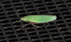 Draeculacephala bradleyi