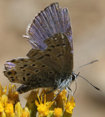 Plebejus fridayi