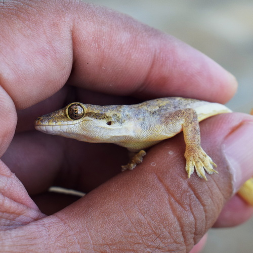 Flat-tailed House Gecko