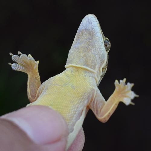 Flat-tailed House Gecko