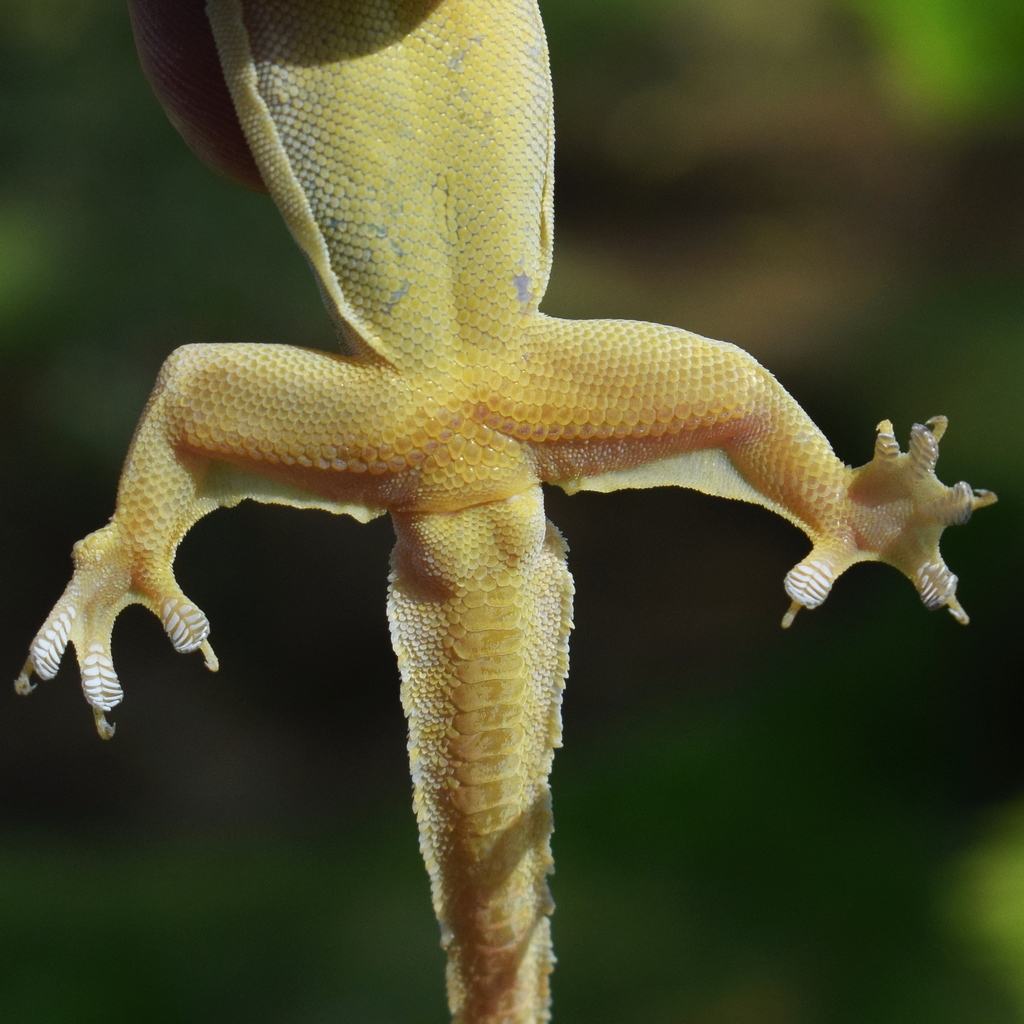 Flat-tailed House Gecko