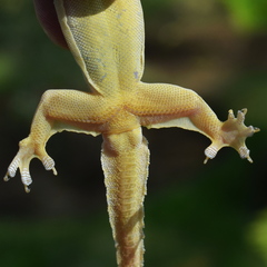 Flat-Tailed House Gecko photo 4