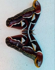 Archaeoattacus edwardsii