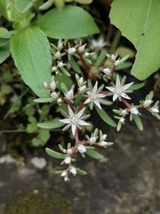 Sedum jaliscanum