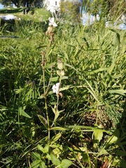 Silene latifolia alba