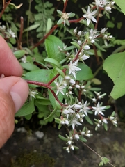 Sedum jaliscanum