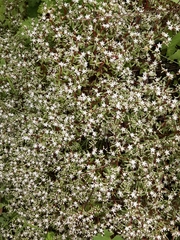 Sedum jaliscanum