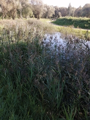 Phragmites australis