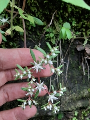Sedum jaliscanum